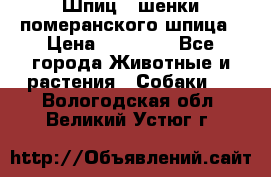 Шпиц - шенки померанского шпица › Цена ­ 20 000 - Все города Животные и растения » Собаки   . Вологодская обл.,Великий Устюг г.